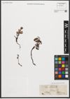 Foto von Salix reticulata L.
